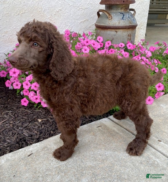 Standard Poodle dogs Tanner- genetic clear - Ad 2