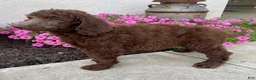 Standard Poodle dogs for sale: Tanner- genetic clear - Ad 2