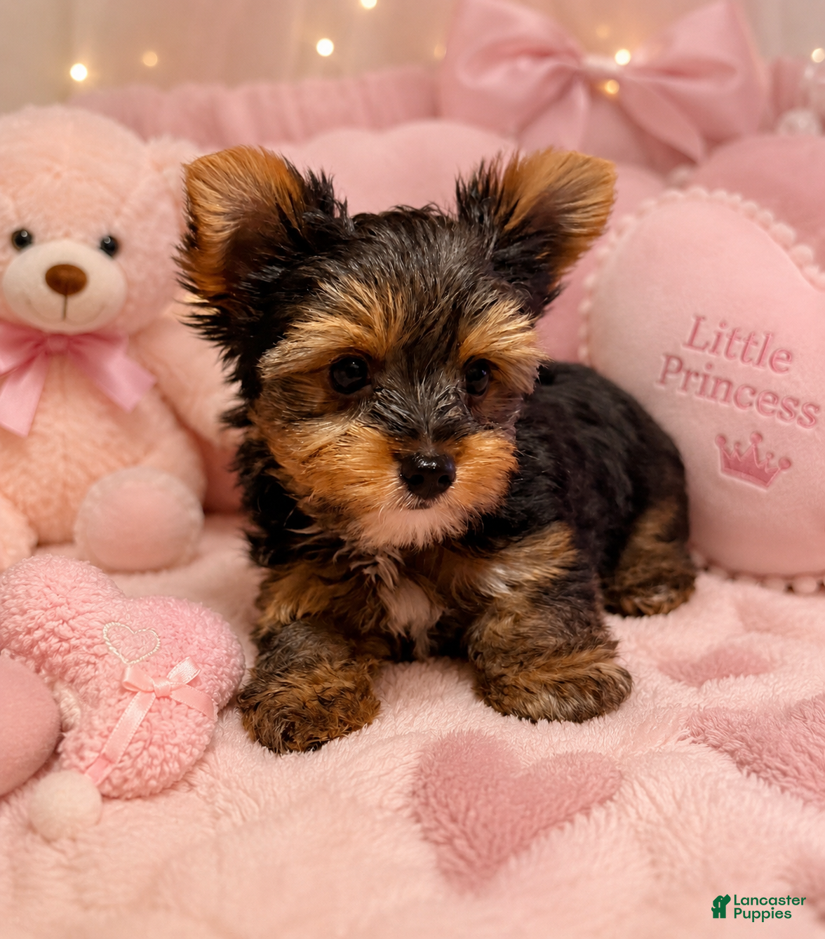 Yorkshire Terrier dogs Yorkshire Terrier Puppy 2 - Ad 21