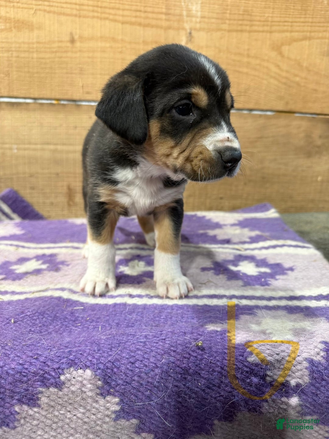 Mixed Breed dogs for sale: Mixed Breed Puppy 7 - Ad 1