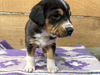 Mixed Breed dogs Mixed Breed Puppy 7 - Ad 25