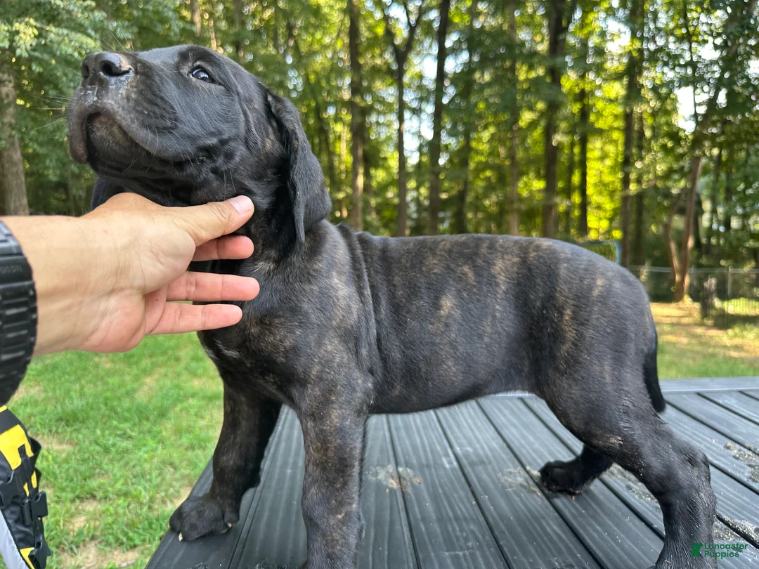 Cane Corso dogs for sale: Cane Corso 3 - Ad 2