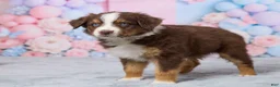 Australian Shepherd dogs for sale: Daisy - Ad 5