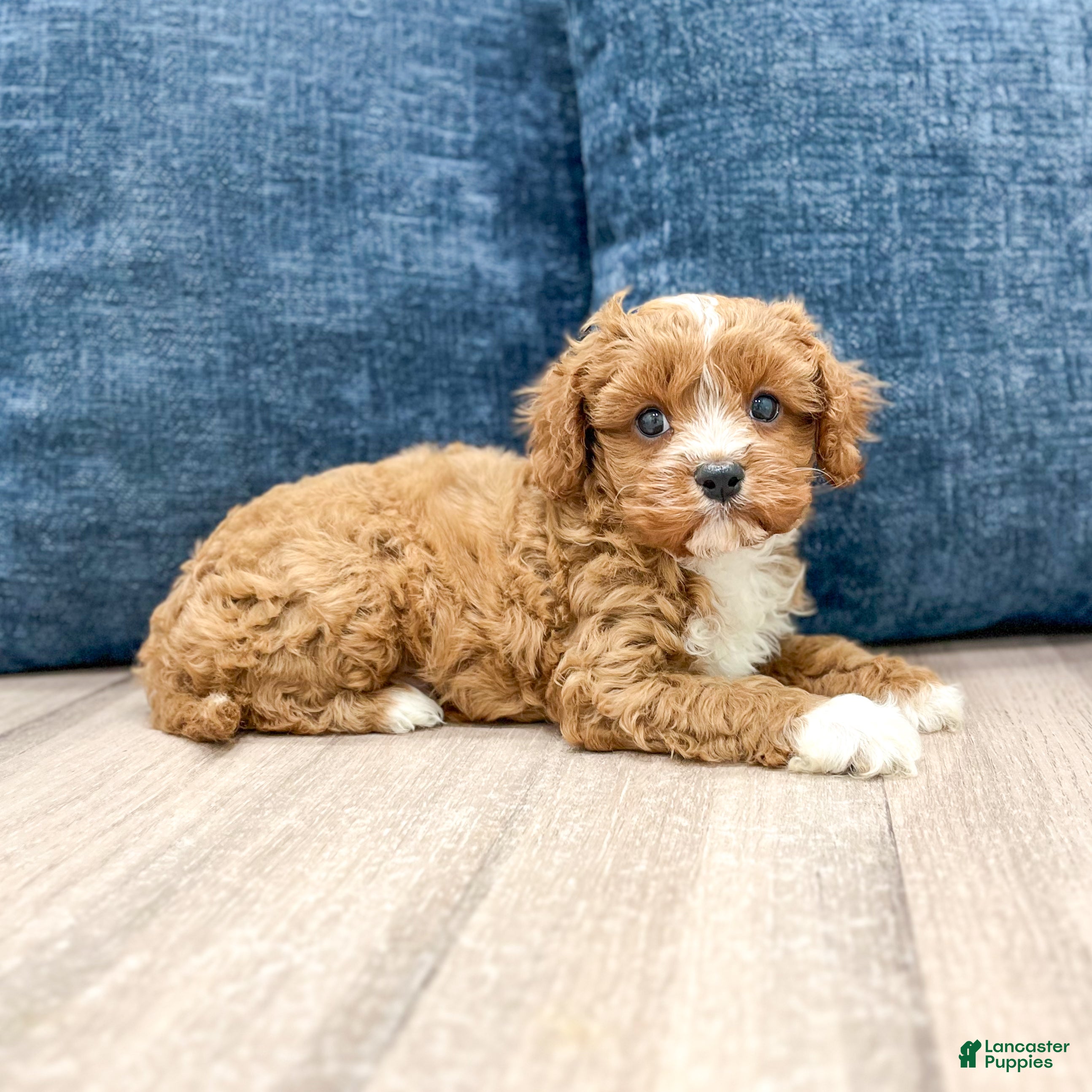Cavapoo dogs Wyatt - Ad 2