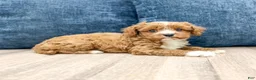 Cavapoo dogs for sale: Wyatt - Ad 2