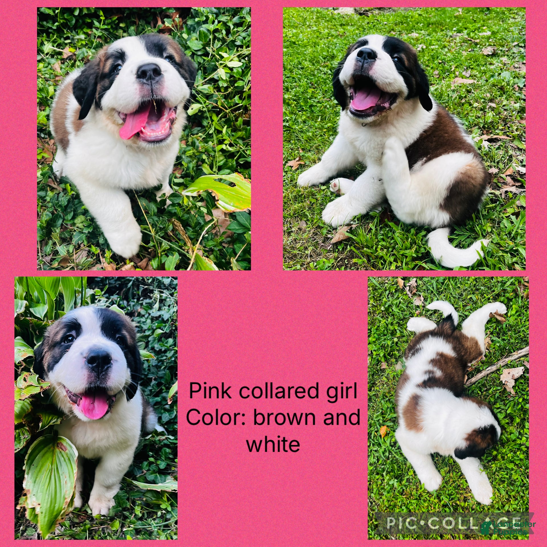 Saint Bernard dogs pink collare girl - Ad 42