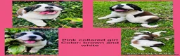 Saint Bernard dogs for sale: pink collare girl - Ad 1