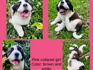 Saint Bernard dogs pink collare girl - Ad 27