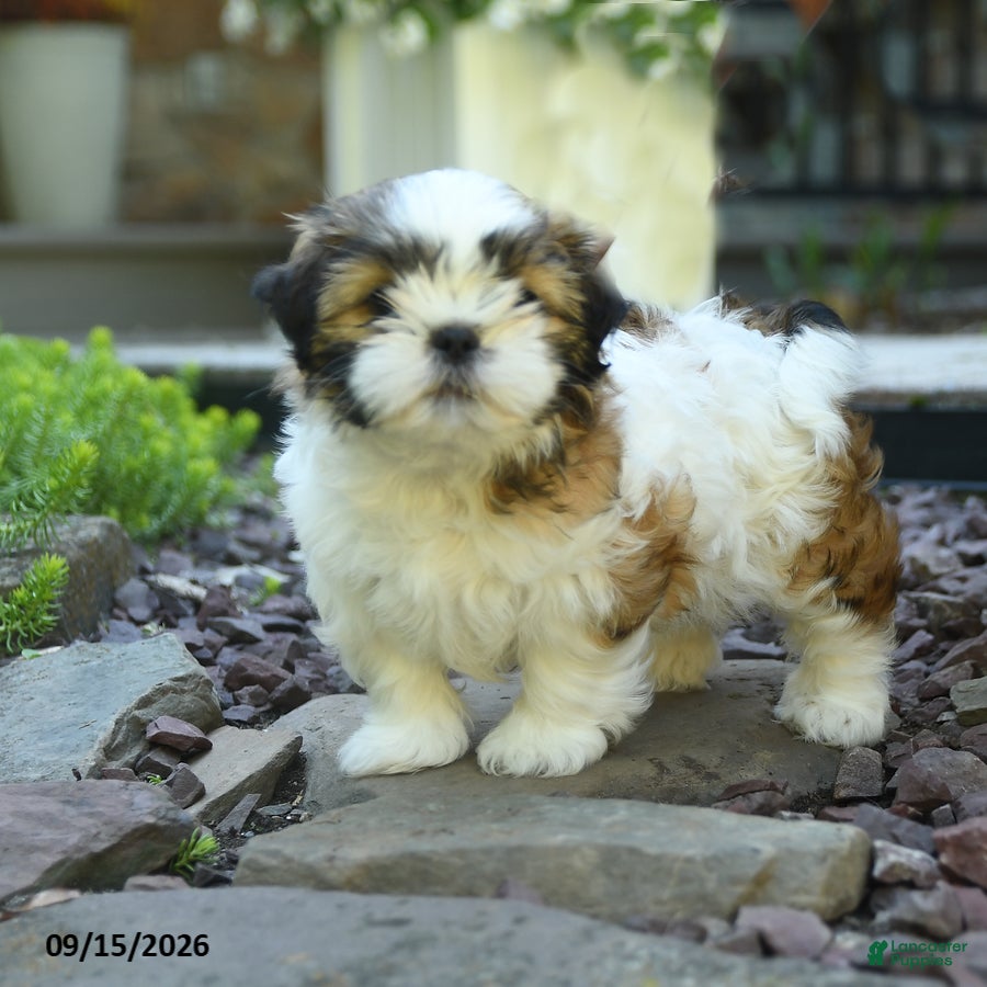 Mixed Breed dogs for sale: Gracie - Ad 2