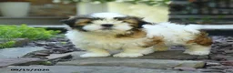 Mixed Breed dogs for sale: Gracie - Ad 1