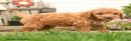 Goldendoodle dogs for sale: Roger - Ad 4