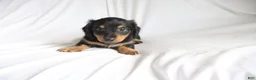 Dachshund dogs for sale: Chace - Ad 3