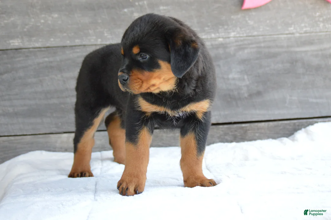 Rottweiler dogs for sale: Stella - Ad 5