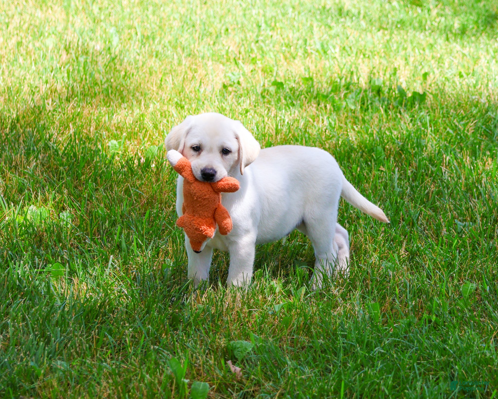 Labrador Retriever dogs Phineas  - Ad 42