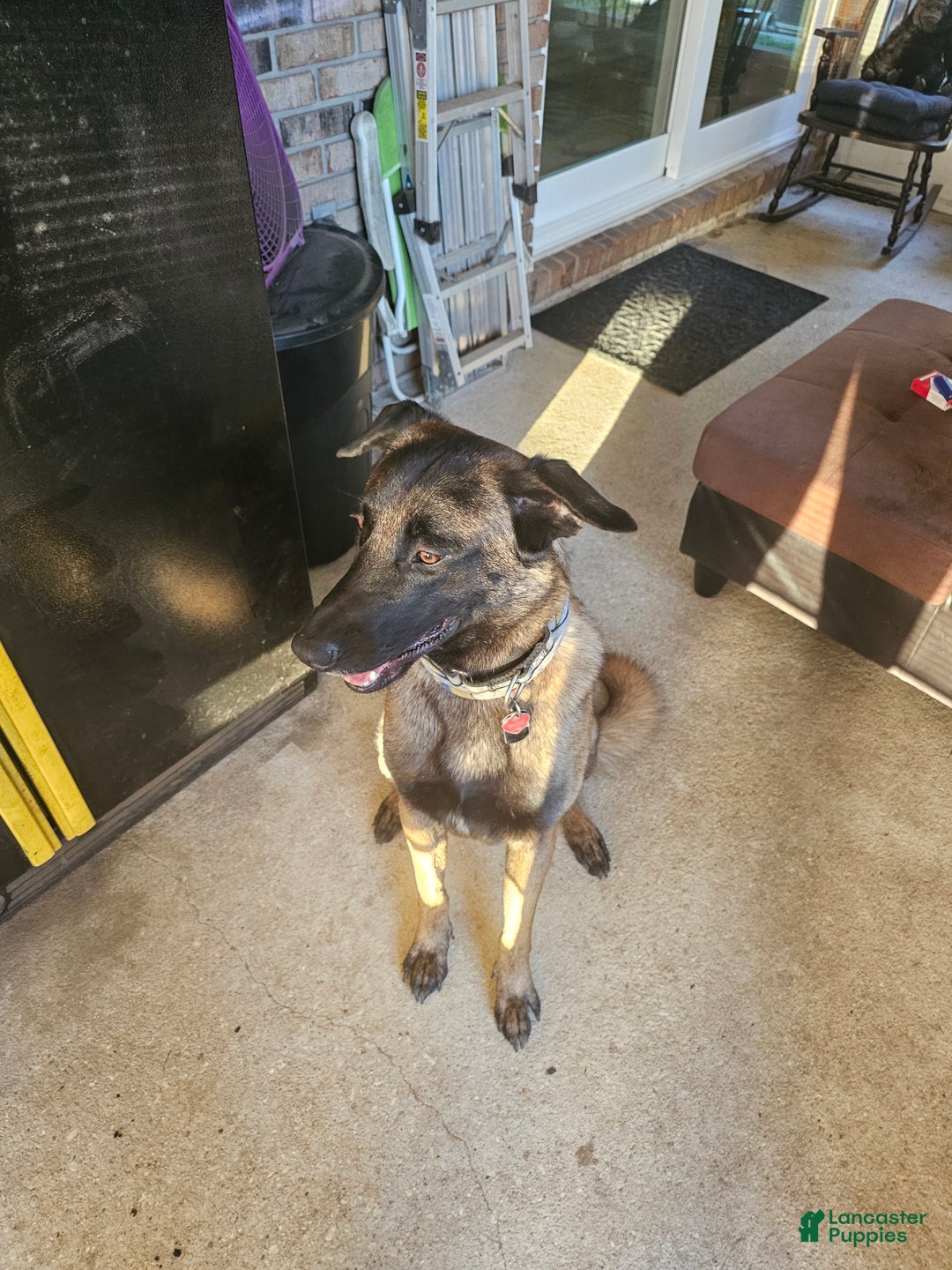 Belgian Malinois dogs for stud: Cairo for stud - Ad 3