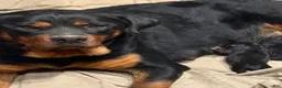 Rottweiler dogs for sale: Brown - Ad 2