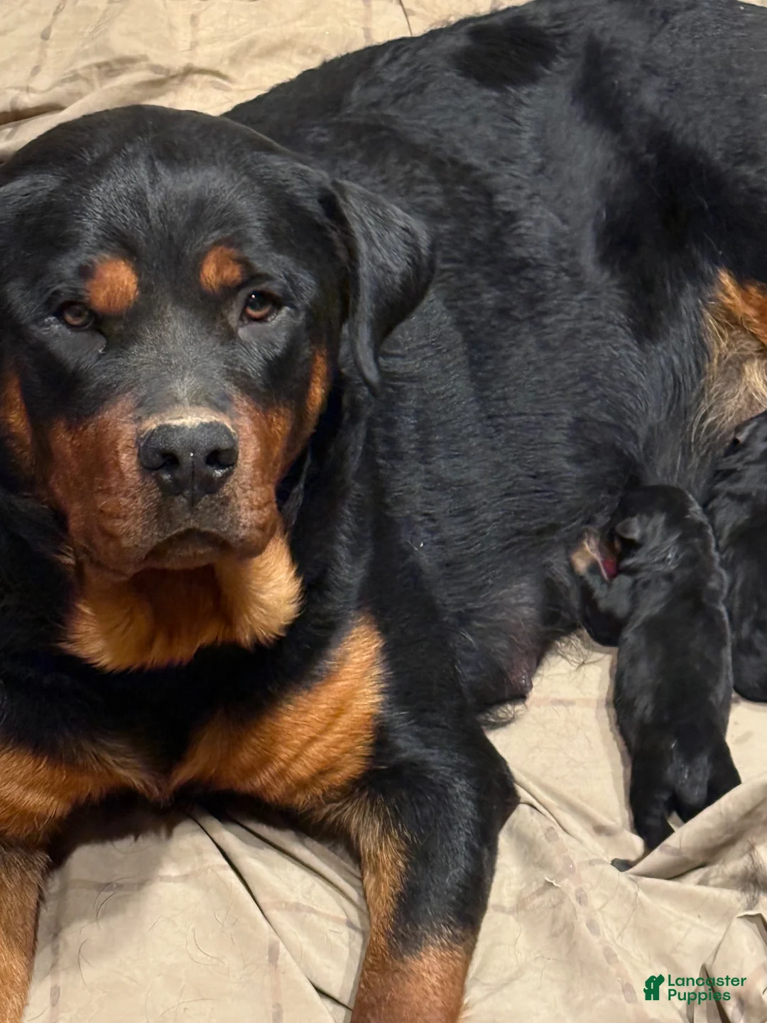 Rottweiler dogs for sale: Brown - Ad 2