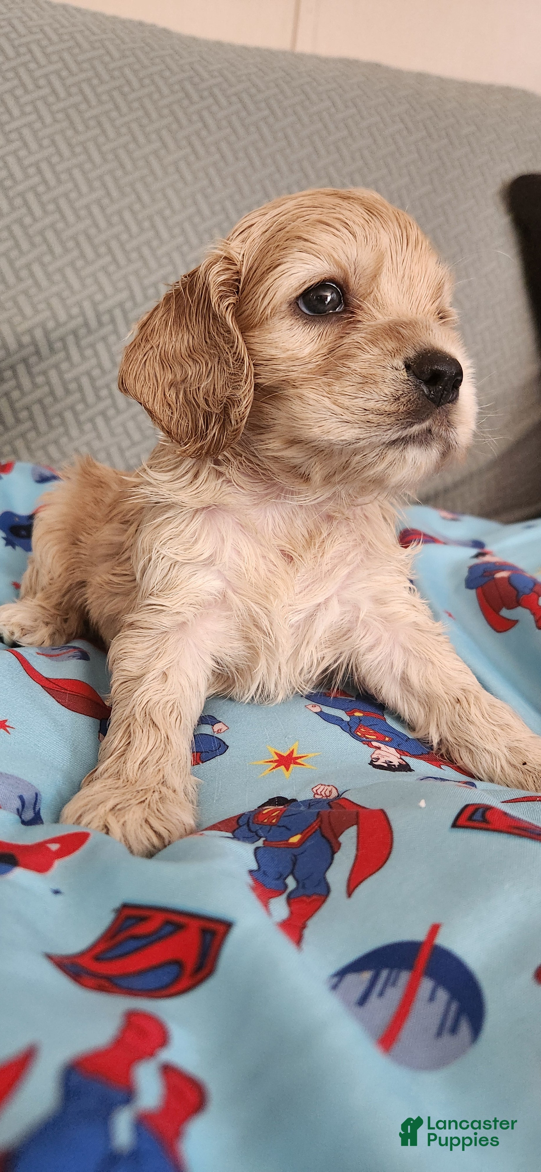 Cocker Spaniel dogs Cocker Spaniel 4 - Ad 1