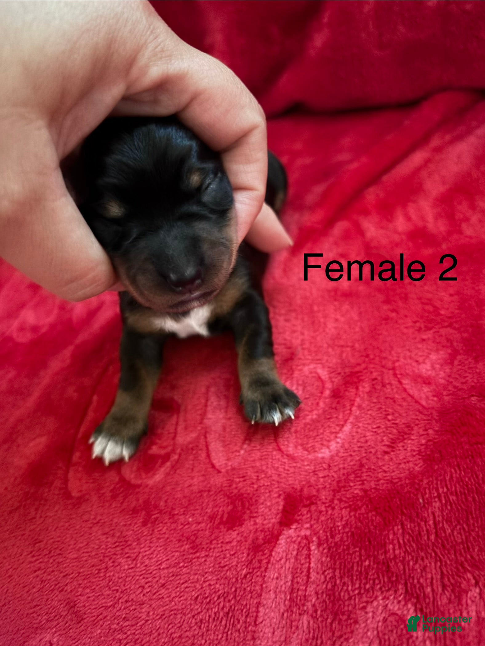Miniature Dachshund dogs Miniature Dachshund 5 - Ad 2