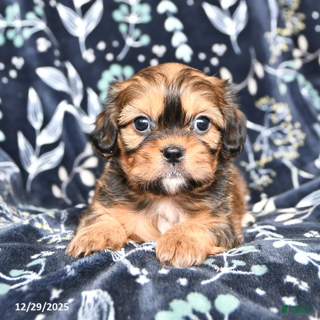 Mixed Breed dogs for sale: Buddy - Ad 4