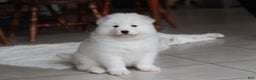 Samoyed dogs for sale: Rocky - Ad 16
