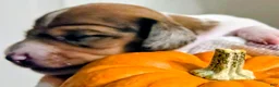 Dachshund dogs for sale: Scooby - Ad 5