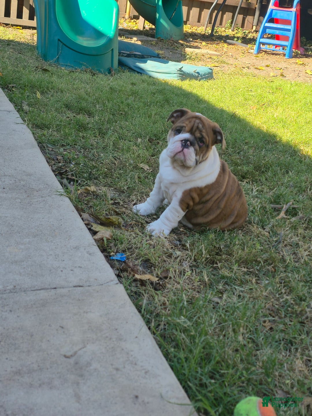 English Bulldog dogs for sale: Bella  - Ad 3