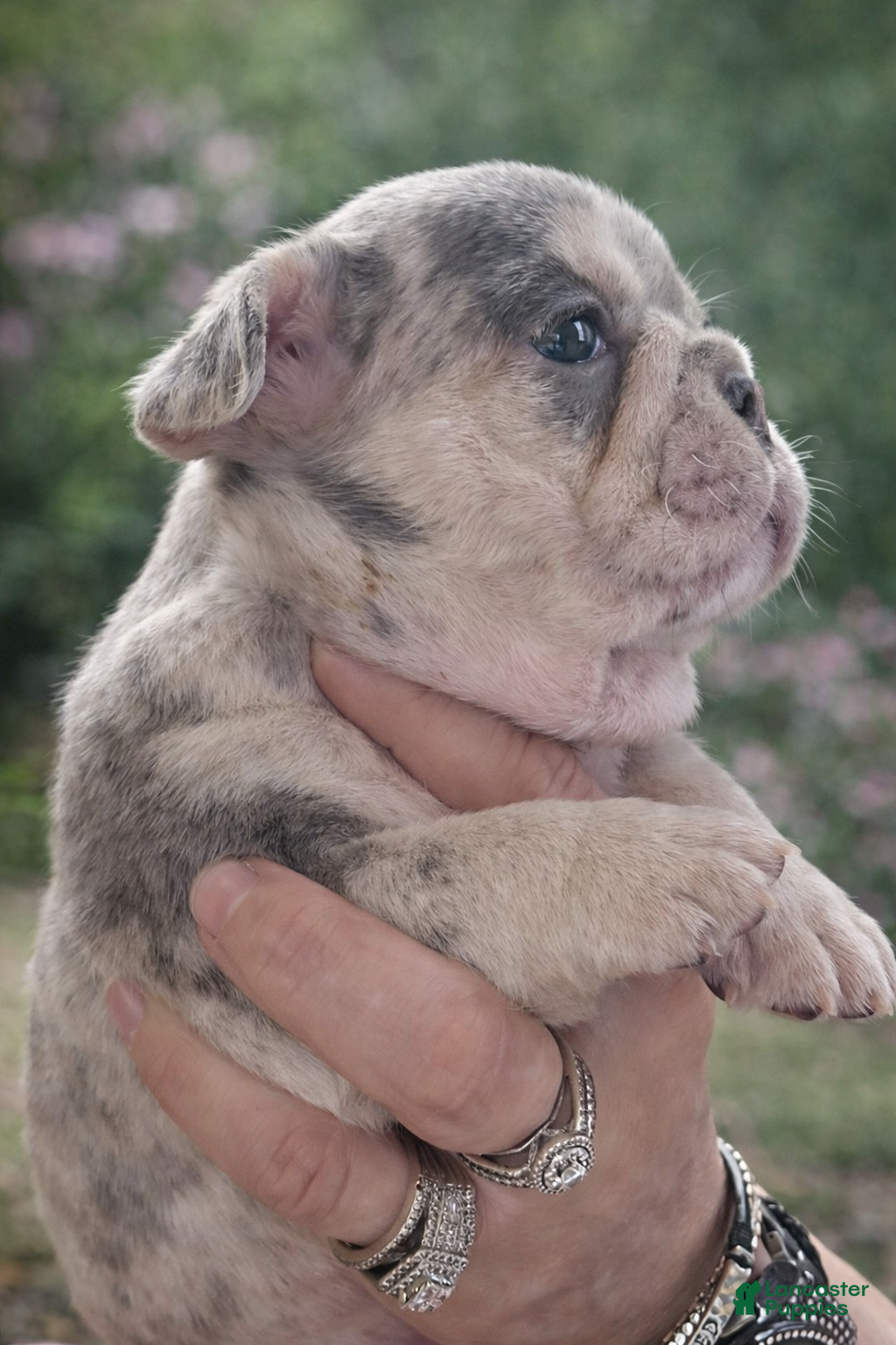 French Bulldog dogs Atlantis - Ad 11