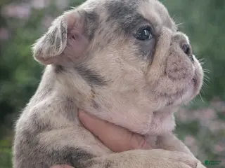 French Bulldog dogs Atlantis - Ad 11