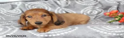 Dachshund dogs for sale: Conner - Ad 3
