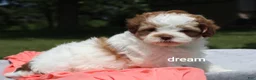 Shihpoo dogs for sale: Lark - Ad 3