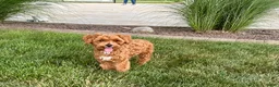Maltipoo dogs for sale: Maltipoo Puppy 4 male  - Ad 4