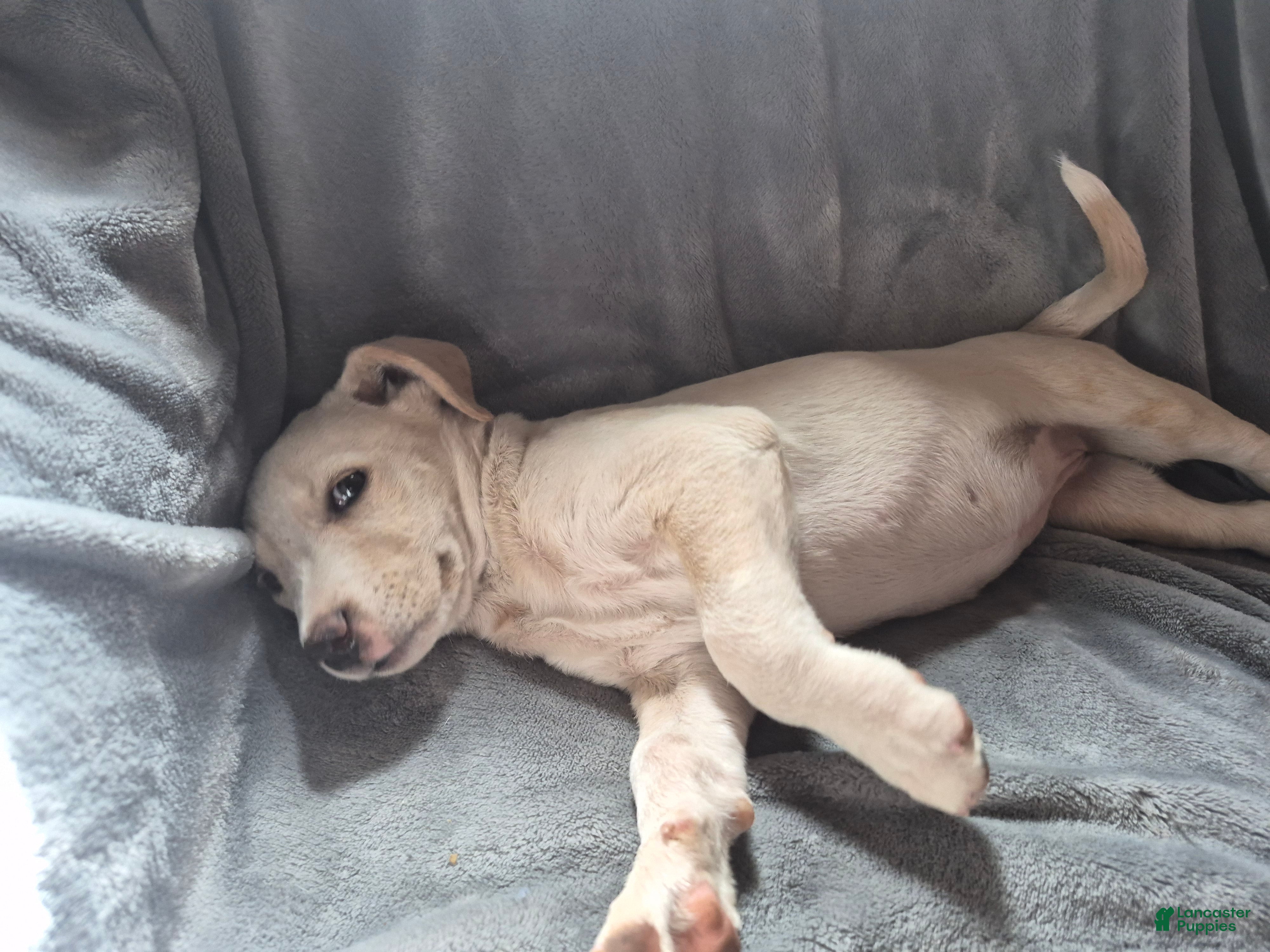 Mixed Breed dogs Mixed Breed Puppy 6 - Ad 28