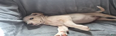 Mixed Breed Puppy 6