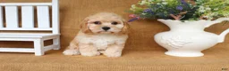 Cavachon dogs for sale: Tessa - Ad 3