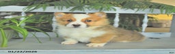 Welsh Corgi Pembroke dogs for sale: Eldon  - Ad 4
