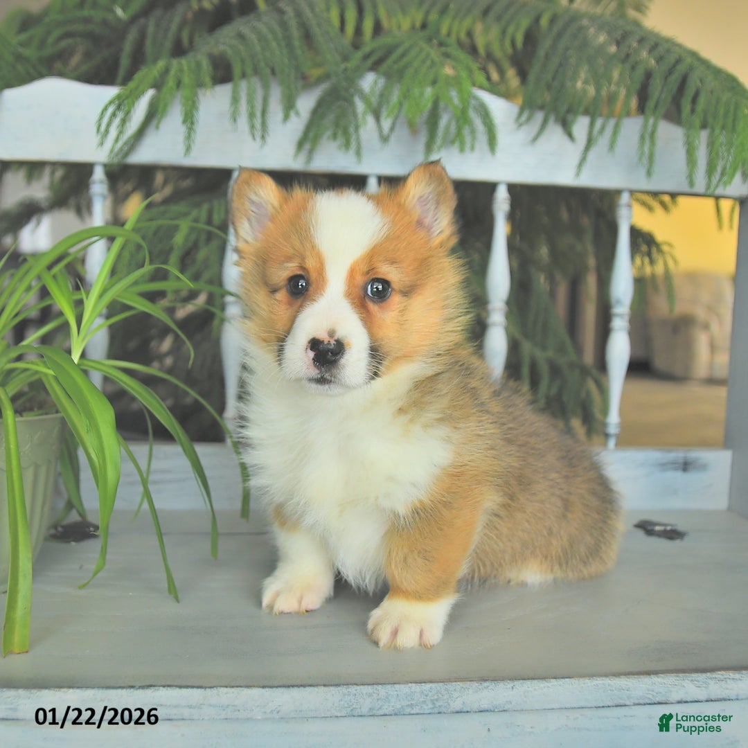 Welsh Corgi Pembroke dogs for sale: Eldon  - Ad 4