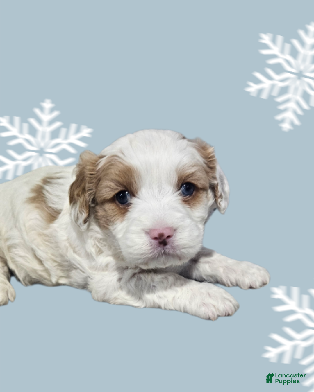 Cavapoo dogs for sale: Cavapoo Puppy 4 - Ad 1
