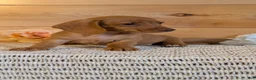 Miniature Dachshund dogs for sale: Honey - Ad 7
