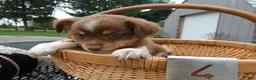 Mini Aussiedoodle dogs for sale: Mini Aussiedoodle 3 Reanna - Ad 3