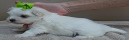 Maltese dogs for sale: Harlow - Ad 10