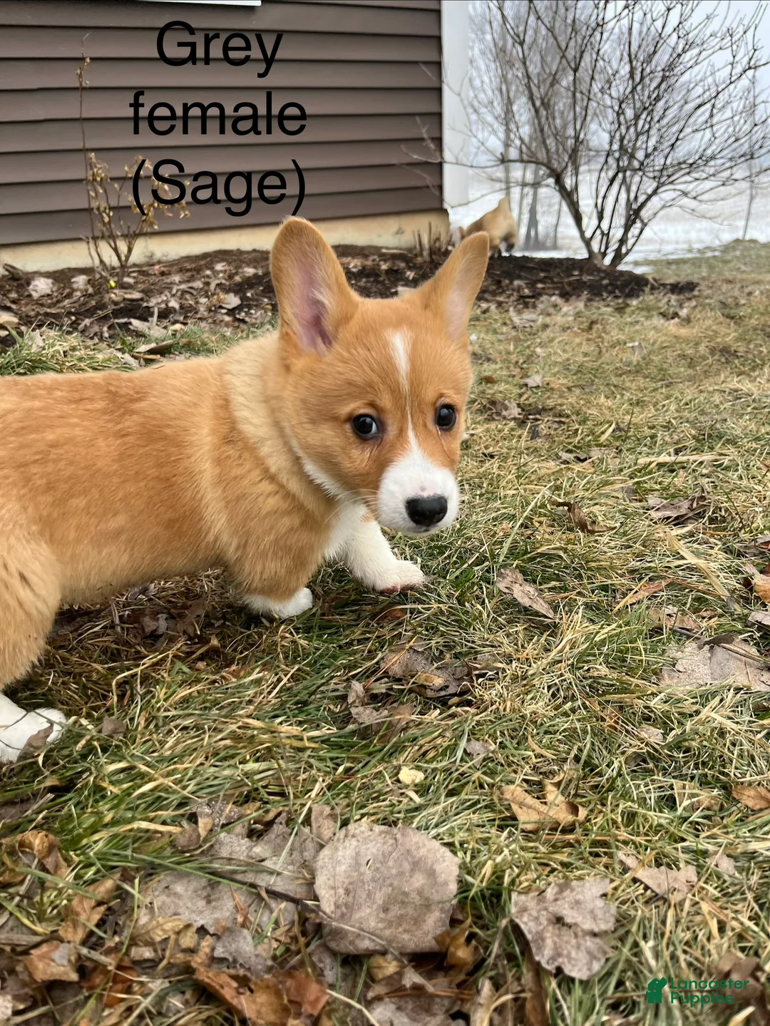 Welsh Corgi Pembroke dogs for sale: Welsh Corgi Pembroke Puppy 4 - Ad 3