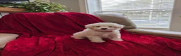 Pomapoo dogs for sale: Bunny - Ad 1