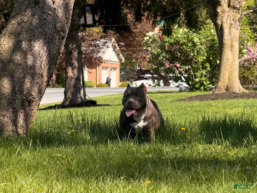 American Bully dogs for sale: Apollo - Ad 5