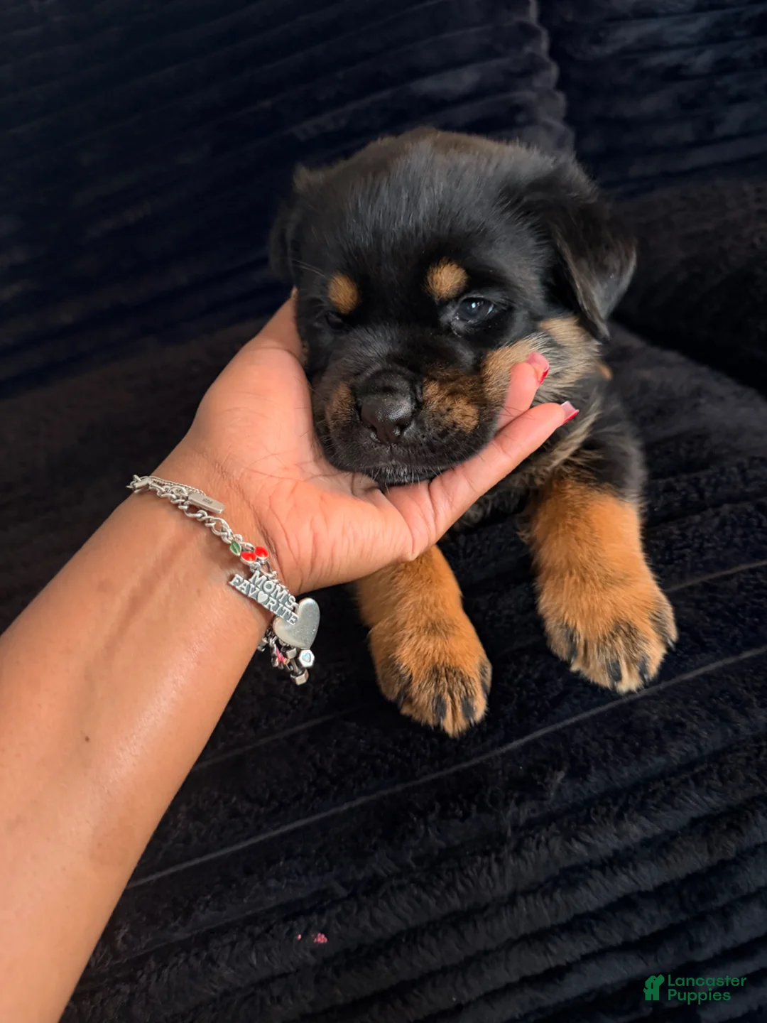 Rottweiler dogs for sale: Rottweiler Puppy 6 - Ad 1