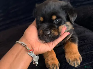 Rottweiler dogs Rottweiler Puppy 6 - Ad 3