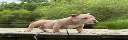 American Bully dogs for sale: Bubba - Ad 5