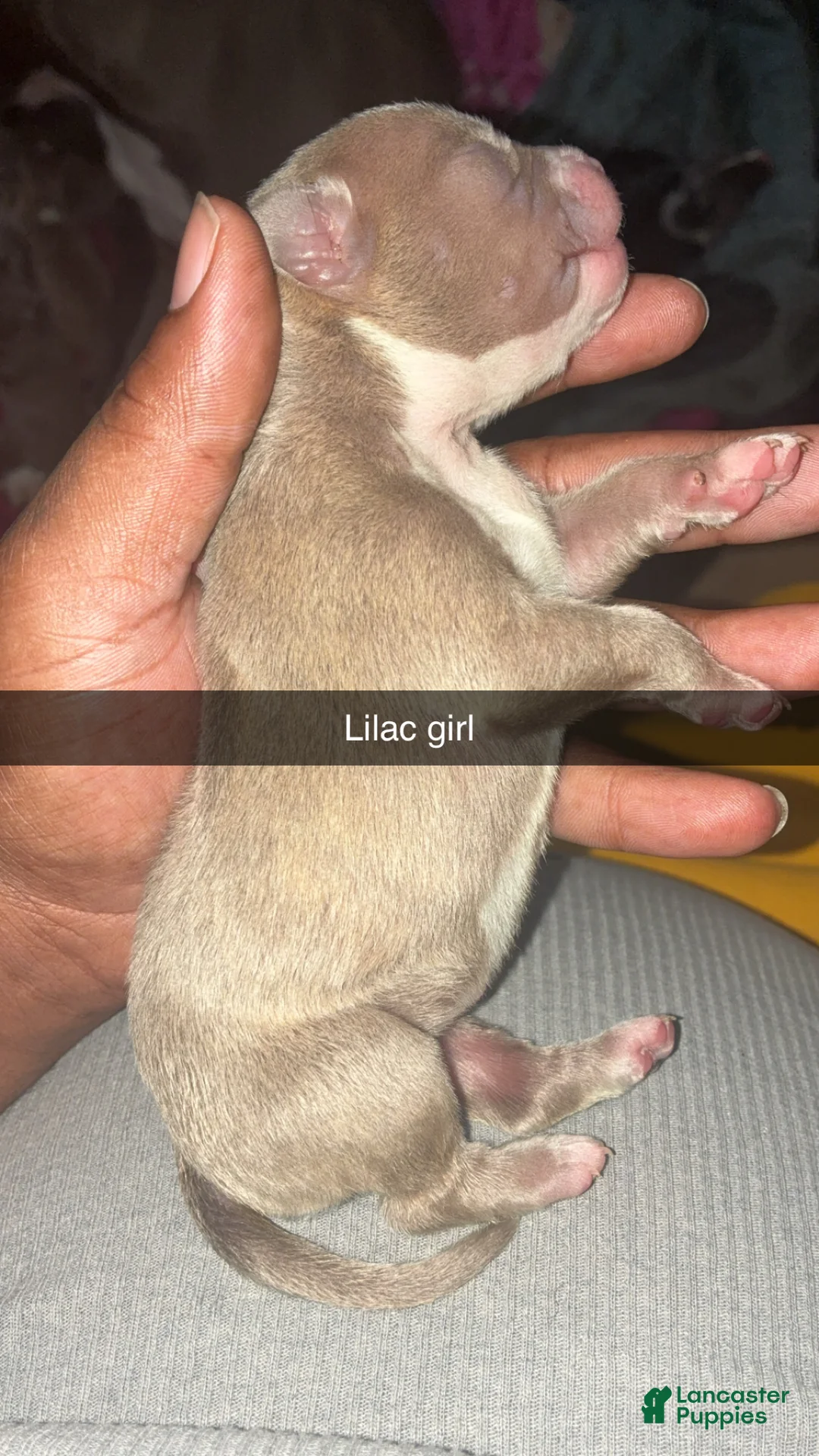 Mixed Breed dogs for sale: Mixed Breed Puppy 6 - Ad 1