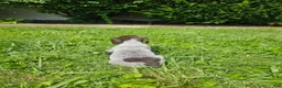 German Shorthaired Pointer dogs for sale: July - Ad 3