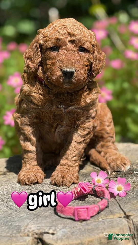 Mini Goldendoodle dogs Mini Goldendoodle Puppy 1 - Ad 2